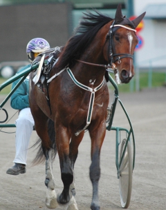 Toreador 151104-1